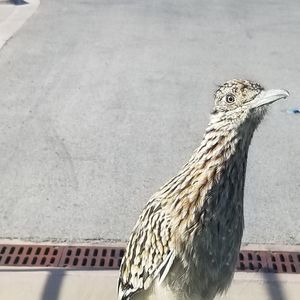 Meet your Posher, Richard